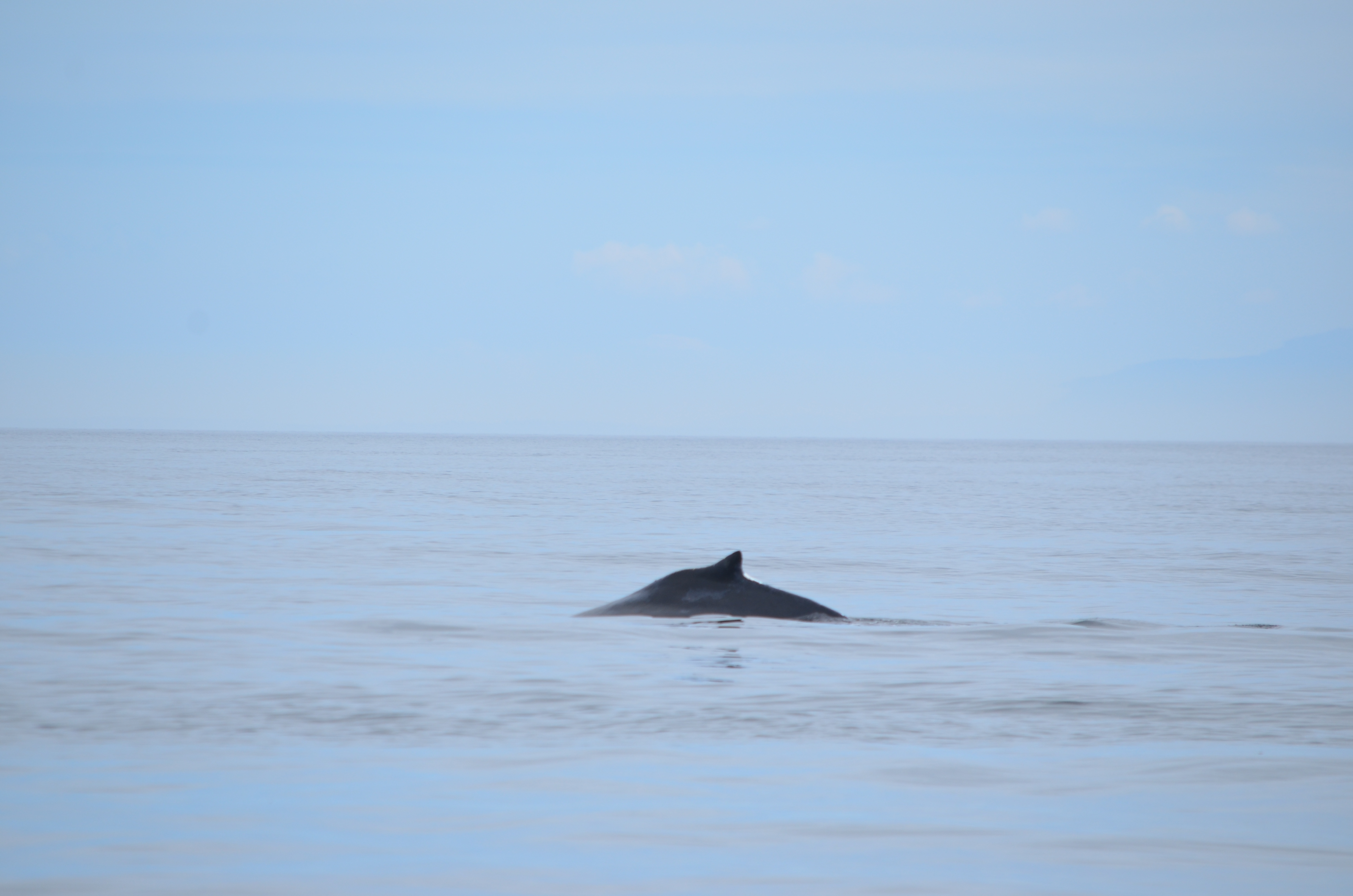 photos/wildlife/Mammal_Species/Humpback Whale/DSC_0099.JPG